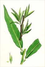 Salix viridis; Bedford Willow