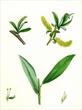 Salix alba, var. genuina; White Willow