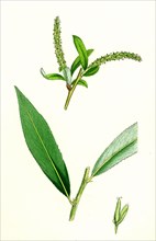 Salix alba, var. coerulea; Blue Willow