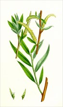 Salix alba, var. vitellina; Golden Willow