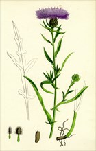 Centaurea nigra, var. decipiens; Black Knapweed, var. B.