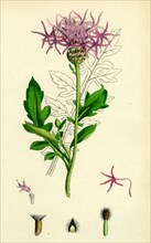 Centaurea Scabiosa; Greater Knapweed