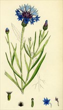 Centaurea Cyanus; Blue-bottle