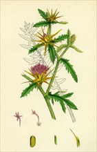 Centaurea Calcitrapa; Star-thistle