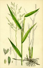 Leersia oryzoides; European Cut-grass