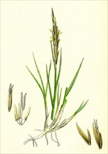 Spartina stricta; Twin-spiked Cord-grass