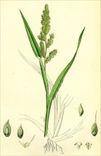Echinochloa Crus-galli; Loose Panic-grass