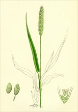 Setaria viridis; Green Bristle-grass