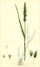 Setaria verticillata; Rough Bristle-grass