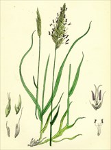 Anthoxanthum odoratum; Sweet-scented Vernal-grass