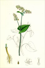 Polygonum Fagopyrum; Common Buckwheat