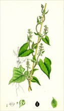 Polygonum Convolvulus; Climbing Buckwheat