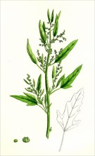 Chenopodium ficifolium; Fig-leaved Goosefoot