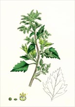 Chenopodium murale; Nettle-leaved Goosefoot