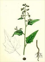 Chenopodium hybridum; Maple-leaved Goosefoot