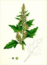Chenopodium eu-rubrum, var. genuinum; Red Goosefoot, var. a.