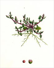 Chenopodium eu-rubrum, var. pseudo-botryoides; Red Goosefoot, var. B.