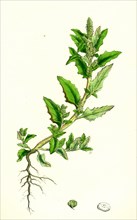 Chenopodium glaucum; Oak-leaved Goosefoot