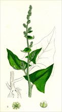 Chenopodium Bonus-Henricus; Allgood