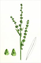 Atriplex littoralis, var. genuina; Grass-leaved Sea Orache, var. a.