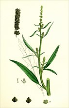 Atriplex littoralis, var. marina; Grass-leaved Sea Orache, var. B.