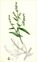 Atriplex patula, var. angustifolia; Narrow-leaved Orache, var. a.