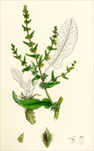 Rumex pulcher; Fiddle Dock