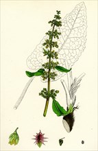 Rumex obtusifolius; Broad-leaved Dock