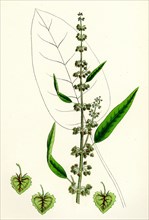 Rumex conspersus; Hartman's Dock