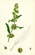 Rumex crispus; Curled Dock