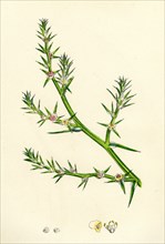 Salsola Kali; Prickly Saltwort