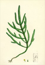 Salicornia herbacea, var. acetaria; Common Marsh-samphire, var. a.