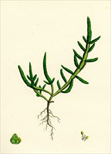 Salicornia herbacea, var. procumbens; Common Marsh-samphire, var. B.