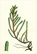 Salicornia radicans; Creeping Marsh-samphire