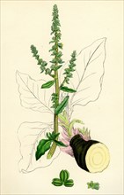 Beta maritima; Sea Beet