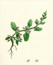 Chenopodium polyspermum, var. genuinum; Many-seeded Goosefoot, var. a.