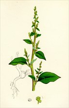 Chenopodium polyspermum, var. acutifolium; Many-sided Goosefoot, var. B.