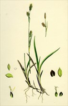 Carex vaginata; Short brown-spiked Sedge