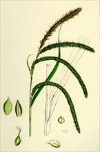 Carex pendula; Great Pendulous Sedge
