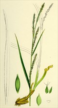 Carex strigosa; Loose-spiked Wood Sedge