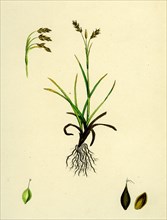Carex capillaris; Capillary Sedge