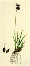 Carex ustulata; Scorched Alpine Sedge