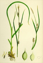 Carex depauperata; Starved Wood Sedge