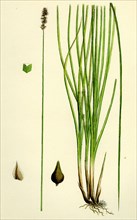 Carex teretiuscula, var. Ehrhartiana; Lesser Panicled Sedge, var. B.