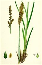 Carex paniculata; Greater Panicled Sedge