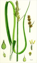 Carex vulpina; Great Sedge