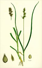 Carex eu-muricata; Greater Prickly Sedge