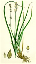 Carex divulsa; Grey Sedge