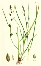 Carex remota; Distant-spiked Sedge