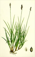 Carex curta, var. alpicola; White Sedge, var. B.